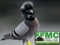 Brassard rétro-réfléchissant : les motards sont des pigeons Brassard rétro-réfléchissant : les motards sont des pigeons